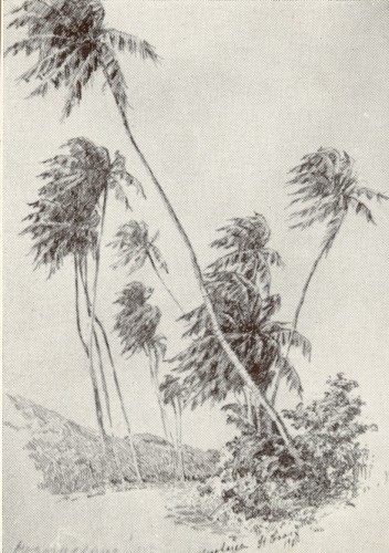 Hugo Larsen: Kokospalmer, St. Croix, 1906