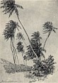 Kokospalmer, St. Croix, 1906. Klik for at se en større gengivelse