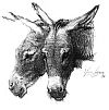 Two Donkey Heads. Click to see a larger reproduction