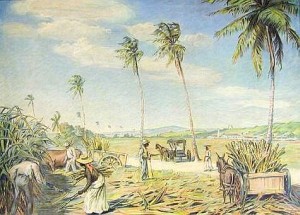 Hugo Larsens farvelitografi af en sukkerhst p St. Croix