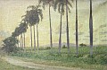 Kongepalmer og sukkerrrsmarker, 1905